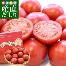 北海道産　JAながぬま　フルーツトマト　MまたはLサイズ　約900g　（9玉～12玉入り）　送料無料　とまと　高糖度　市場発送