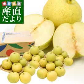 鳥取県産　JA全農とっとり　二十世紀梨　秀品10キロ（28玉から32玉）なし　ナシ　20世紀　送料無料　市場発送