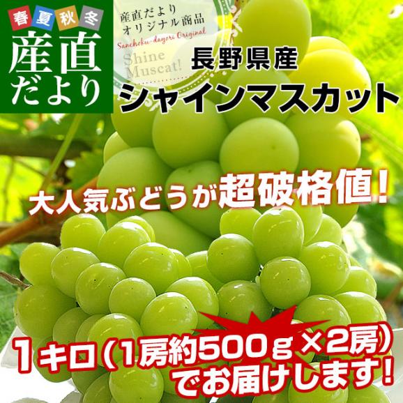 長野県産 シャインマスカット　約1キロ（2房）送料無料 ぶどう ブドウ 種なしぶどう　市場発送 御歳暮 お歳暮 ギフト02