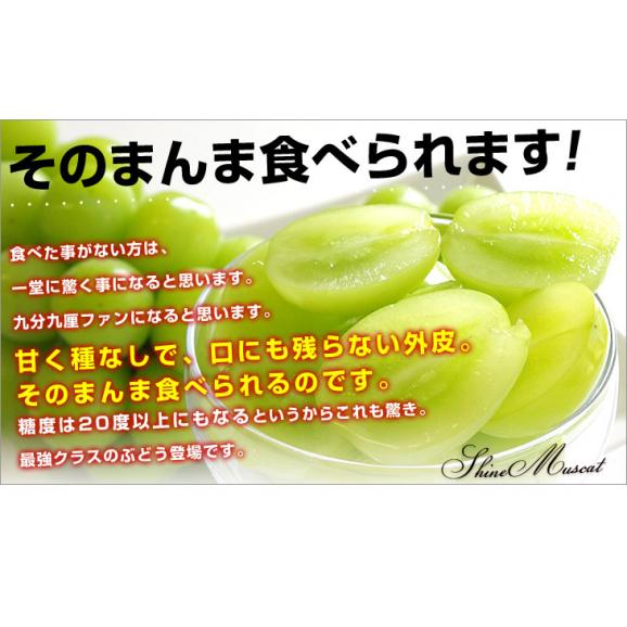 長野県産 シャインマスカット　約1キロ（2房）送料無料 ぶどう ブドウ 種なしぶどう 市場発送06