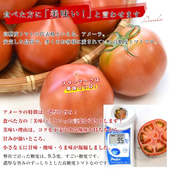 静岡県産又は長野県産　高糖度トマト　アメーラ　900g前後　Sから2L (9玉から20玉入) 送料無料 市場発送04