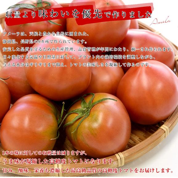 静岡県産又は長野県産　高糖度トマト　アメーラ　900g前後　Sから2L (9玉から20玉入) 送料無料 市場発送05