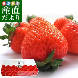 北海道より産地直送 高級いちご 夏瑞（なつみずき）プレミアム　約200g（5粒）×2パック　化粧箱入り イチゴ 苺 夏イチゴ