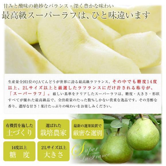 送料無料 山形県産 Jaてんどう スーパーラフ 特秀品 ２l以上 糖度14度以上 1 5キロ箱 5から6玉 高糖度 ラフランス ラ フランス 洋梨 洋ナシ 産直だより Plus の通販 お取り寄せなら ぐるすぐり