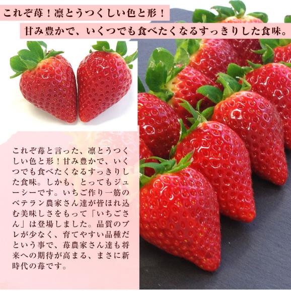 佐賀県産 新ブランド苺 いちごさん 秀品 ３Lから２Lサイズ ２箱セット 　(約540g×2箱) 送料無料 イチゴ