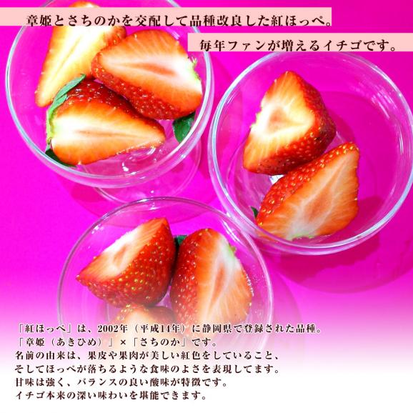 送料無料 静岡県産 紅ほっぺ 秀品 超大玉 750g前後 12粒 苺 いちご イチゴ 産直だより Plus の通販 お取り寄せなら ぐるすぐり 送料無料 静岡県産 紅ほっぺ 秀品 超大玉 750g前後 12粒 苺 いちご イチゴ 産直だより Plus の通販 お取り寄せなら ぐるすぐり
