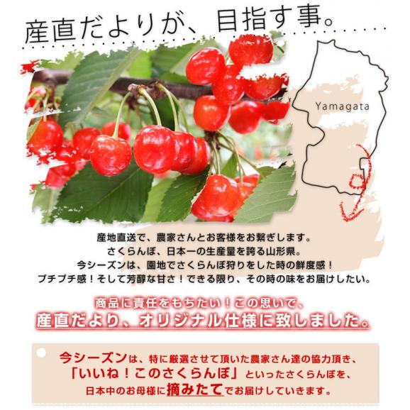 母の日ギフト 送料無料 山形さくらんぼ佐藤錦 大粒のlサイズ 24粒化粧箱入り 母の日プレゼント 桜桃 さとうにしき 産直だより Plus の 通販 お取り寄せなら ぐるすぐり