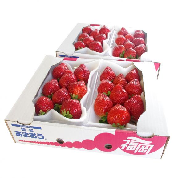 福岡県産 大人気いちご 博多あまおう たっぷり2箱 1080g 合計32粒から48粒 540g 2箱 送料無料 アマオウ 農協 苺 イチゴ 産直だより Plus の通販 お取り寄せなら ぐるすぐり