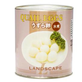 うずら卵水煮缶　1号×6缶/ケース　(ランドスケープ)