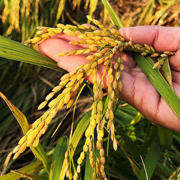 送料込 グルテンフリー お米のガトーショコラ 食伯楽の通販 お取り寄せなら ぐるすぐり