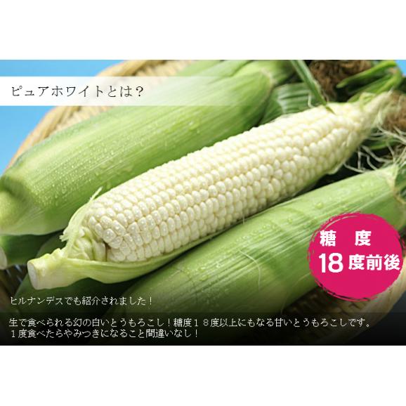 幻の白いとうもろこし 北海道富良野産 ピュアホワイト 10本入り Mから２l込 送料無料 日時指定不可 8月日頃から9月28日までにお届け スイートベジタブルファクトリーの通販 お取り寄せなら ぐるすぐり