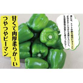 沖縄県産 ビッグピーマン約１kg（6～15個）