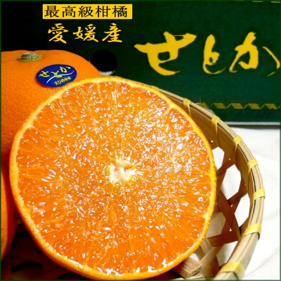 せとか Lサイズ 15個入り化粧箱 愛媛産 店長おすすめ果物です 最高級柑橘 Ja愛媛中央産せとか 清見 アンコール マーコット 京の老舗の果物屋 鳥羽伊三の通販 お取り寄せなら ぐるすぐり せとか Lサイズ 15個入り化粧箱 愛媛産 店長おすすめ果物です 最高級柑橘 Ja愛媛中央産せとか 清見 アンコール マーコット 京の老舗の果物屋 鳥羽伊三の通販 お取り寄せなら ぐるすぐり