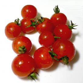 京都産 オーガニック ミニトマト 約1kg 有機JAS認証|プチトマト 赤いトマト