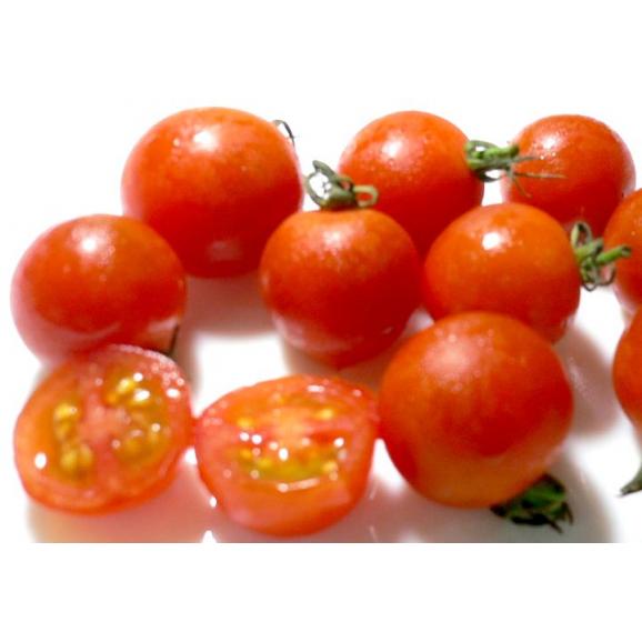 京都産 オーガニック ミニトマト 約1kg 有機jas認証 プチトマト 赤いトマト 京の老舗の果物屋 鳥羽伊三の通販 お取り寄せなら ぐるすぐり