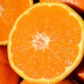 JAからつ『津之輝（つのかがやき）』佐賀県産柑橘　2S～2Lサイズ　風袋込約2.5kg（11～30玉） 簡易包装　※常温