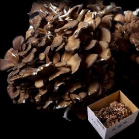 舞茸 まいたけ の商品一覧 通販 お取り寄せ 販売 ぐるすぐり