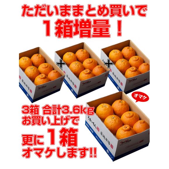 【3箱同時購入で1箱増量】デコポン 熊本県産 約1.2kg 4～6玉 送料無料 熊本デコポン02