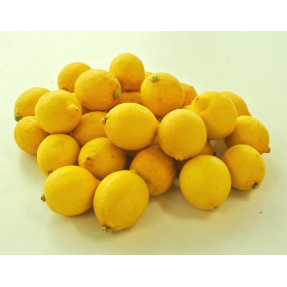 【相場下落】チリ産　レモン　約5kg （目安35～60玉） ※常温 送料無料01