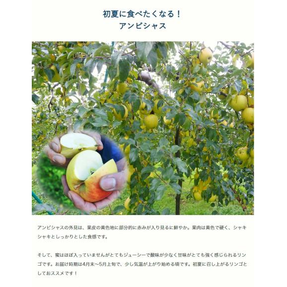 『アンビシャス』青森県産りんご 約2kg(10～12玉) 特A品 ※冷蔵 送料無料05