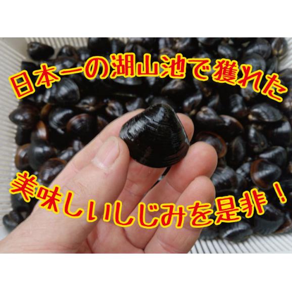 【冷凍】【冷凍／大】ヤマトシジミ（鳥取市 湖山池産） 1kg（500g×２パック）02