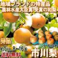 送料無料 千葉直送の和梨 生産量日本一！千葉県の赤梨