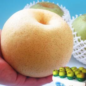 かおり梨 約5kg 5～16玉 訳あり品 千葉県産 家庭用 生産量の少ない幻の梨！爽やかな甘い香りと優秀な味わい