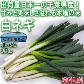 ネギ 白葱 約5kg 30～45本 千葉県産 JAちば ねぎの出荷量日本一の大産地！栽培適地で育てた旬の野菜をお届け