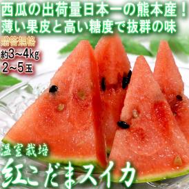 温室こだまスイカ 約3～4kg 2～5玉 熊本県産 贈答規格 西瓜の生産量日本一の大産地、熊本産！甘さと食感の美味しい冬すいか