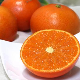 みはや 国産オレンジ 約10kg S～Lサイズ 熊本県産 個人農家産 艶のある美しい果皮と濃厚な甘さ！新品種のフルーツ