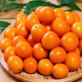 Wamersの通販 お取り寄せなら ぐるすぐり