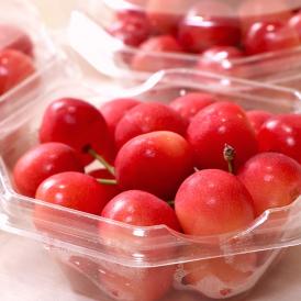 紅てまり 山形さくらんぼ 100g×3パック M～2Lサイズ 山形県産 贈答規格 甘み豊かな新品種！色の濃い果実に濃厚な味とジューシーな食感